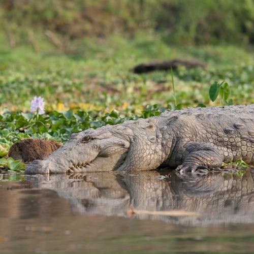 NP_AL_Chitwan Nationaal Park 1